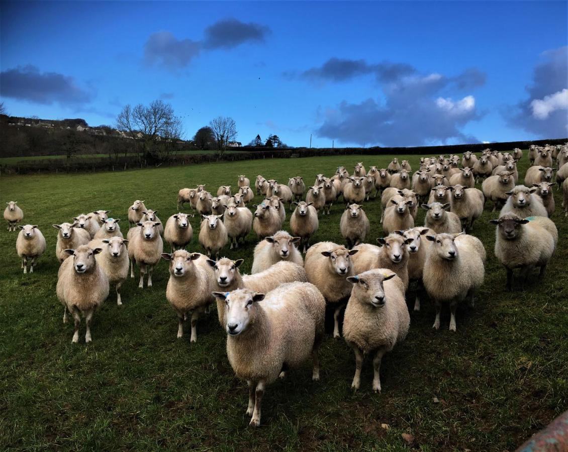 Nantgwynfaen Organic Farm Wales Farm stay